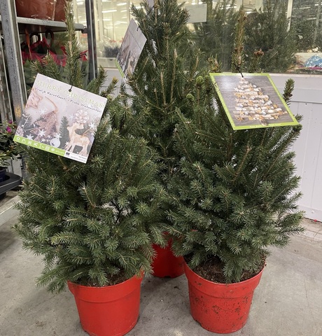 Ель голубая сербская