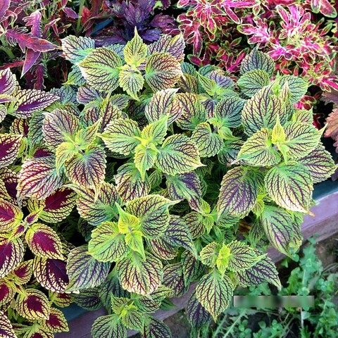 Берта Тай колеус КСР