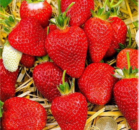 Клубника Альба