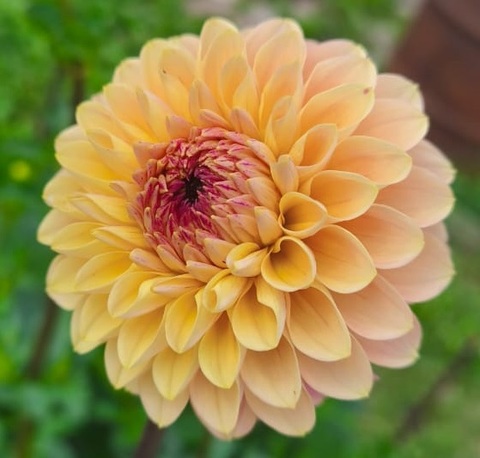 Георгин Елоу Джилл ( Yellow Jill)