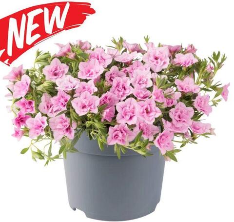 19301 Калибрахоа Cabaret Double Pink Light Impr. (Весна 2026)