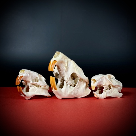 Набор черепов