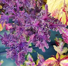 Аристократ UO колеус КСР