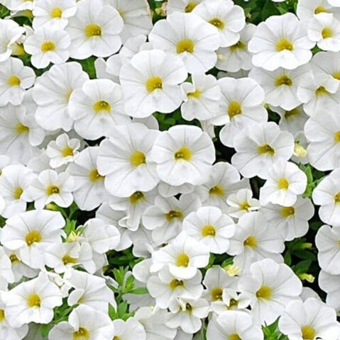 19334 Калибрахоа Calita Compact White Citrus Eye (Весна 2026)