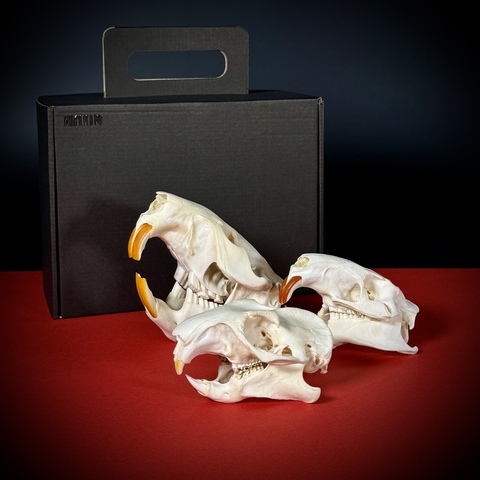 Набор черепов