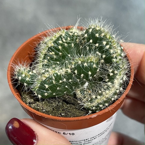 Опунция Цилиндрика Кристата d5