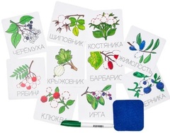 Набор карточек "Прописи "Ягоды" пиши-стирай. Многоразовые карточки