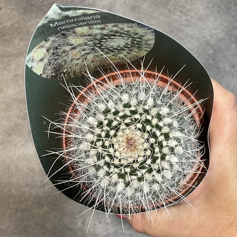 Маммиллярия Нейапензис d10