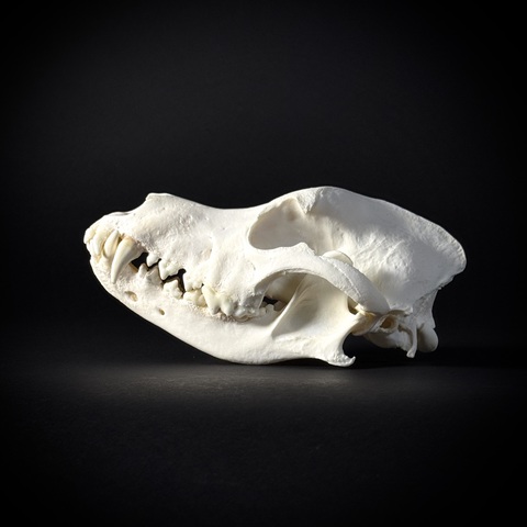 Череп собаки