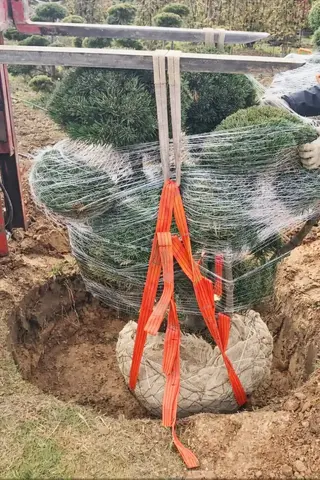 Захват для кома растений