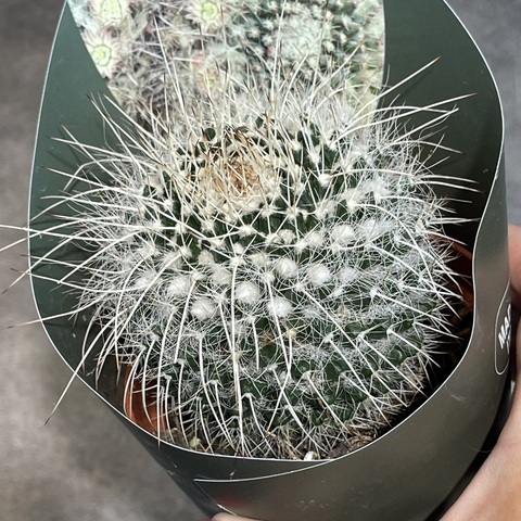 Маммиллярия Нейапензис d10