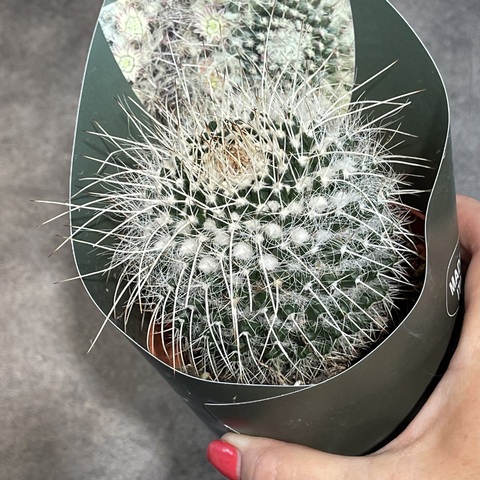 Маммиллярия Нейапензис d10