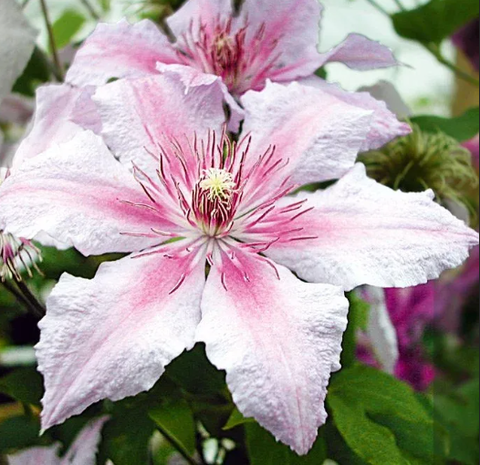 Клематис крупноцветковый Мармори