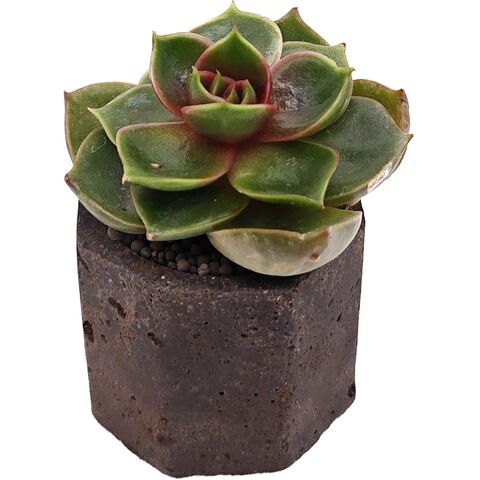 Суккулент Эхеверия Ред Лайт