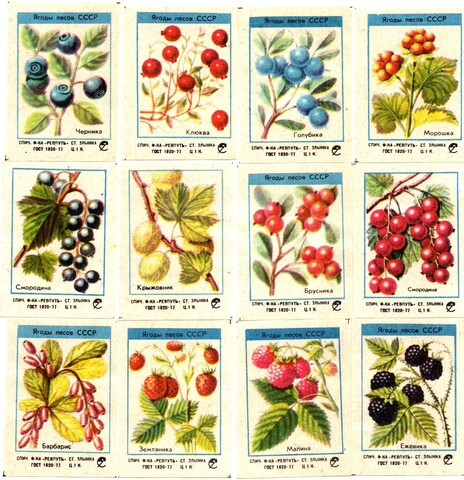 Набор спичечных этикеток - Ягоды лесов СССР - 12 штук - Ревпуть Злынка
