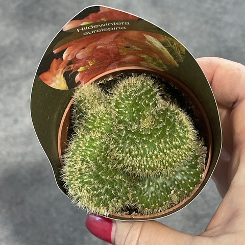 Хилдевинтера Ауреспина Кристата d7