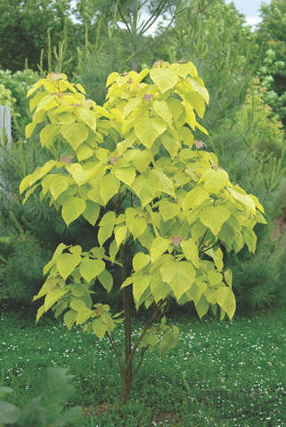 Катальпа Аурея Catalpa bignonioides Aurea