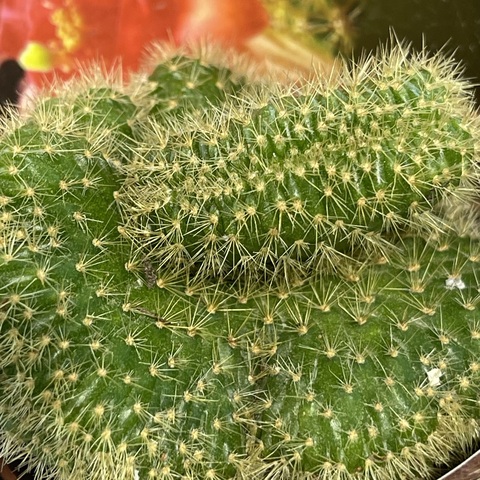 Хилдевинтера Ауреспина Кристата d7