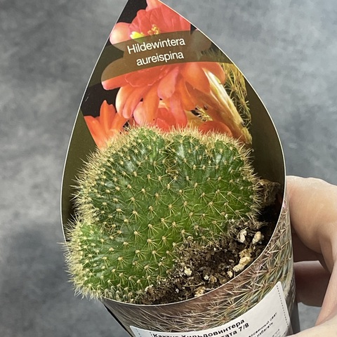 Хилдевинтера Ауреспина Кристата d7