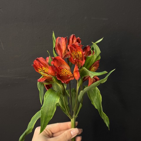 Альстромерия красная 80 см 1 шт