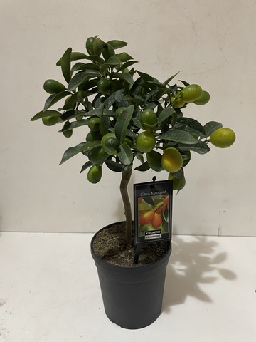 Цитрофортунелла Кумкват