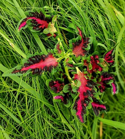 Без названия 02 колеус КСР