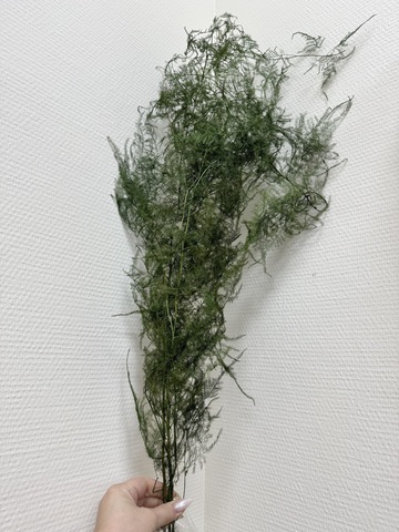 Аспарагус стаб. Плюмозус