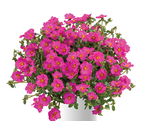 7523 Портулак PAZZAZ NANO Purple26 (Весна 2026)