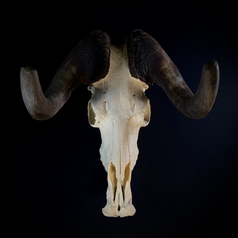 Череп антилопы