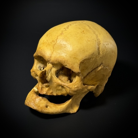 Мужской череп человека «Дед» (анатомическая модель)