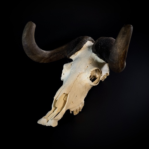 Череп антилопы