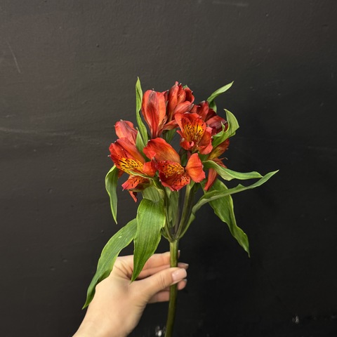 Альстромерия красная 80 см 1 шт