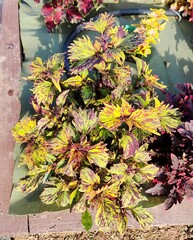 Vendela Тай колеус КСР