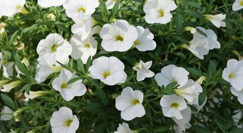 19336 Калибрахоа MF Neo White '23 (Весна 2026)