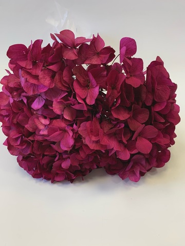 Гортензия стаб. крупнолистовая Марсала