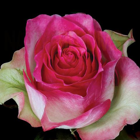 Роза чайно-гибридная Малибу 
