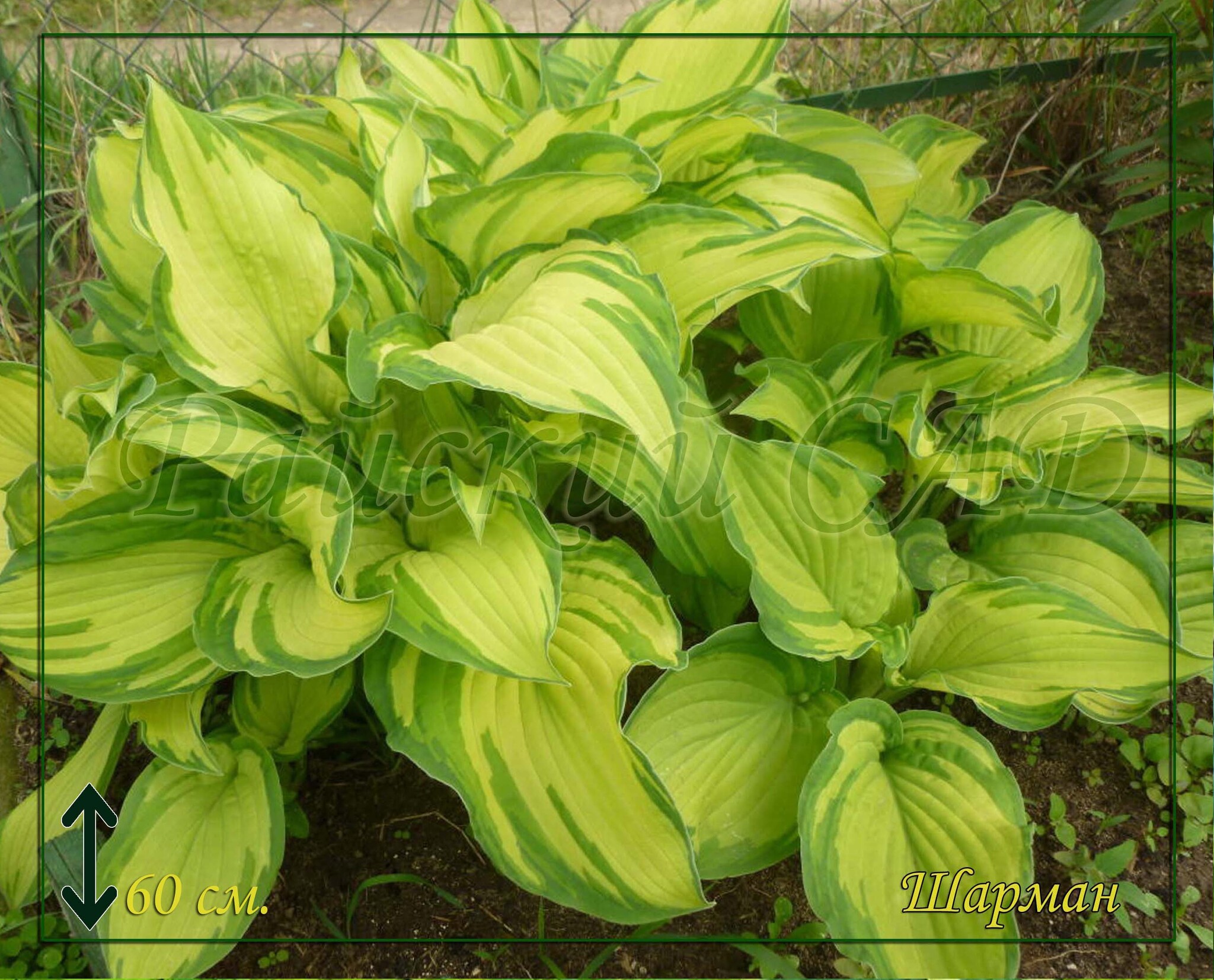 Хоста империал палас. Хоста шарман. Хоста шарман. Хоста шармон sharmon. Хоста (hosta) sharmon.