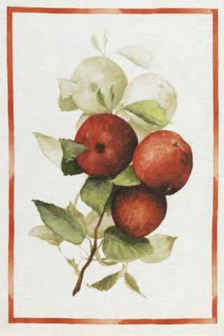 Полотенце кухонное 50x70 Tessitura Toscana Telerie Calvados Mele