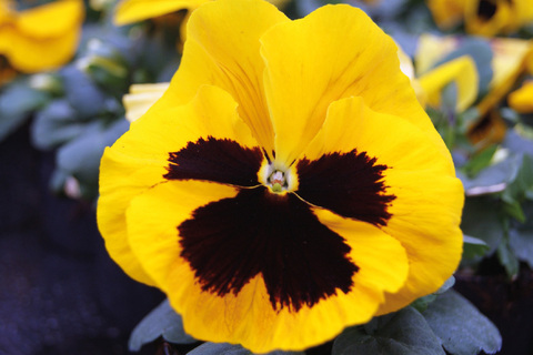 S25141 Виола Trumpet Yellow with Blotch 100 шт.