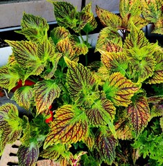 Берта Тай колеус КСР