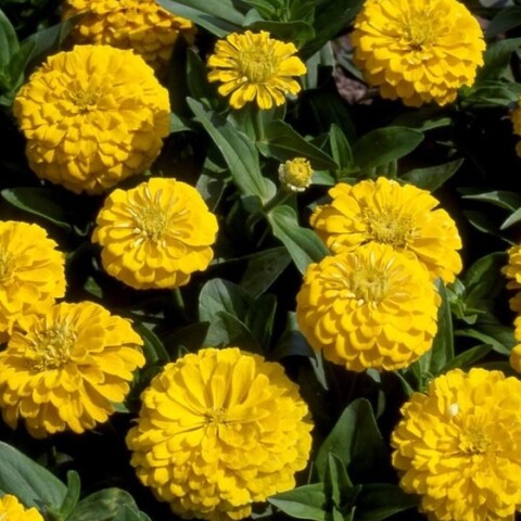 Цинния Мастер Еллоу