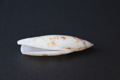 Ракушка Теребеллум (Terebellum terebellum)