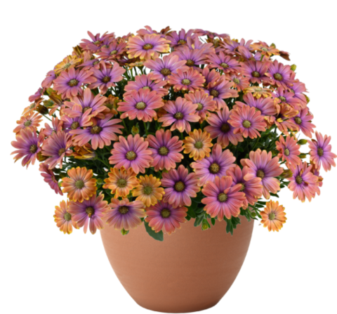 27107 Остеоспермум BESTIES Dynamic Bicolor (Весна 2026)