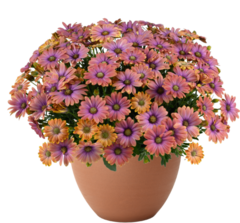 27107 Остеоспермум BESTIES Dynamic Bicolor (Весна 2026)