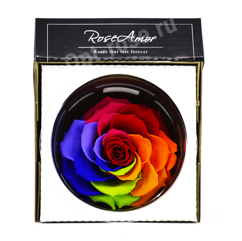 Стабилизированный бутон розы кинг Rose Amor  радуга