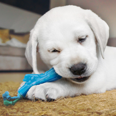 Petstages игрушка для собак Mini 