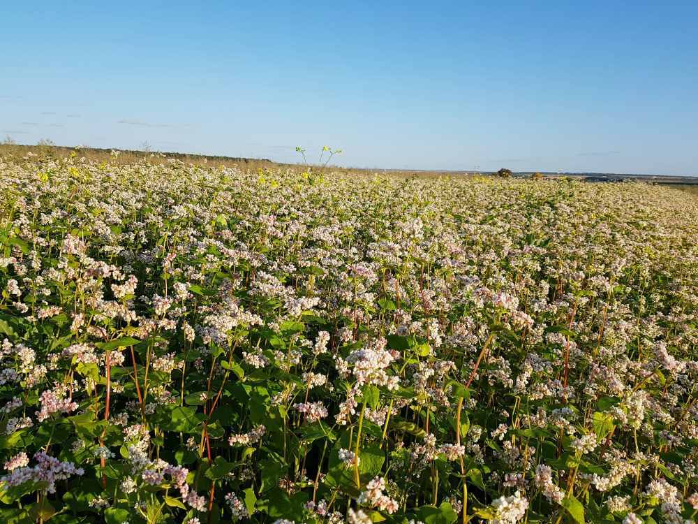 Продам СЕМЕНА гречки Антария, Оранта - Agrotorg
