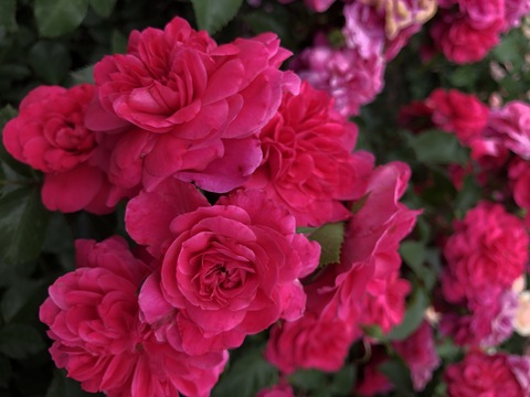 САНГРИЯ(SANGRIA)