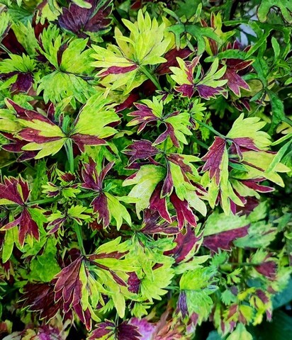 Брат Баунти Тай колеус КСР