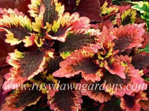 Roaring Fire колеус КСР